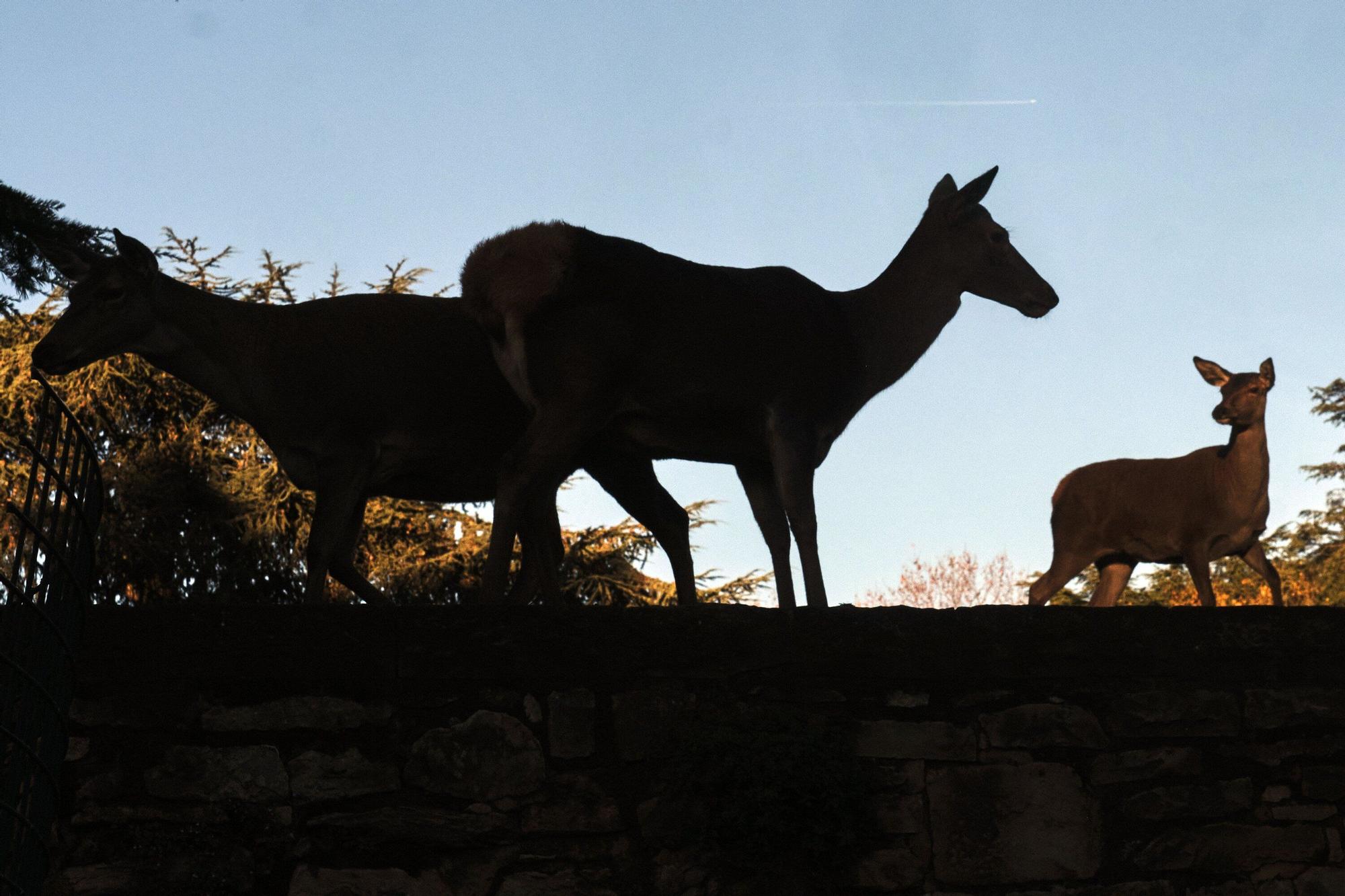 Las medidas contra la gripe aviar en la Taconera de Pamplona