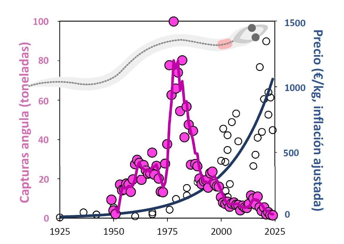 Evolución de las capturas de angula registradas en el Estado y de su precio a lo largo del siglo XX.