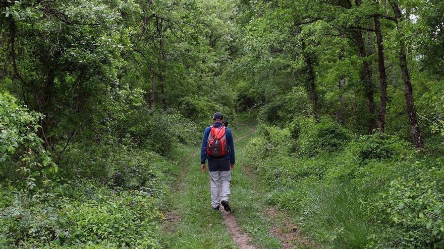 Una selva de hayas cerca de Gasteiz
