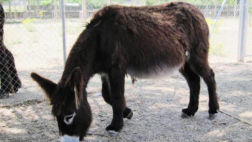 Un parque temático israelí ofrece WiFi en sus burros