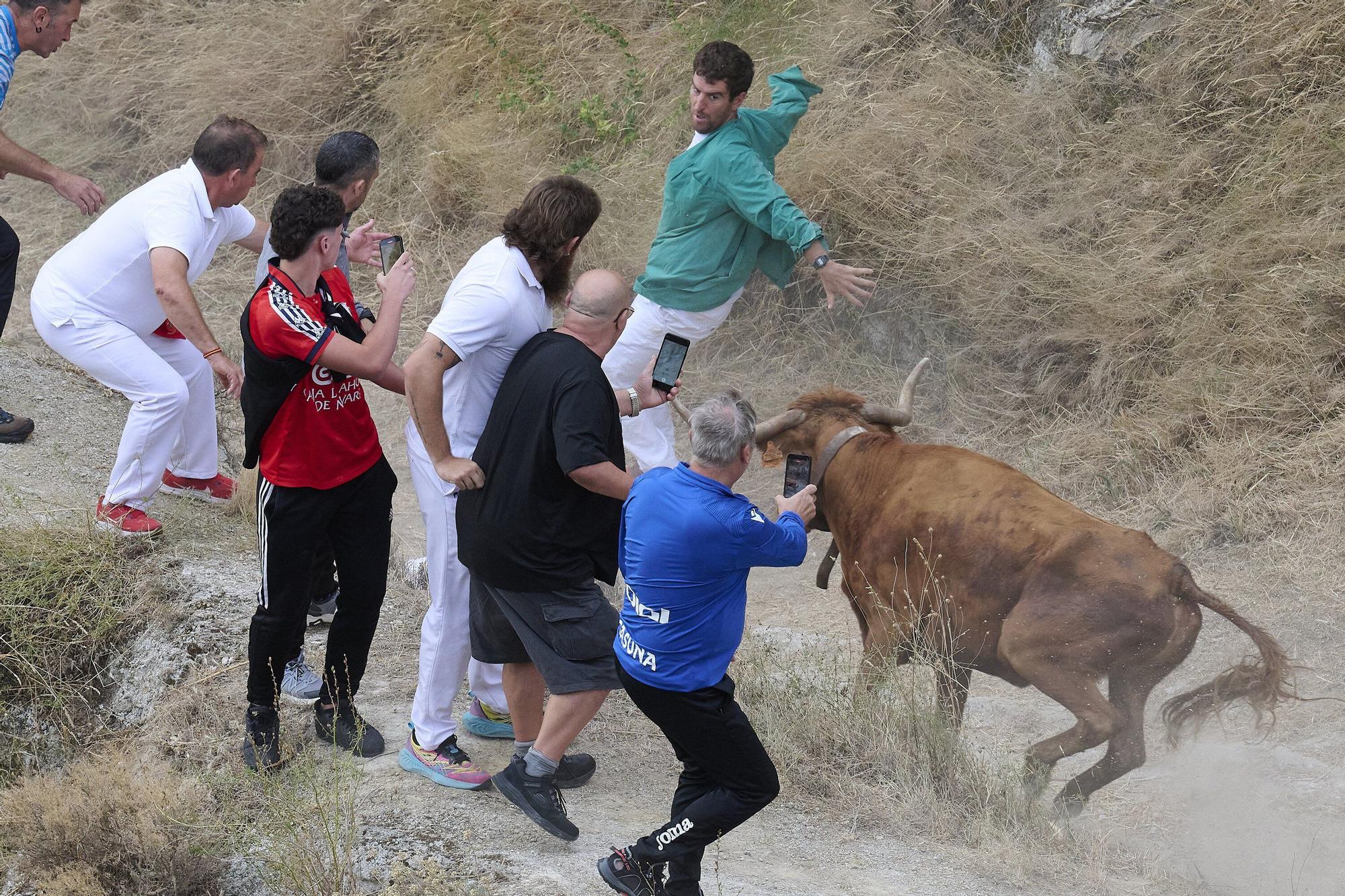 Fotos del sexto encierro del Pilón de Falces 2025, con vacas de Hípica Zahorí