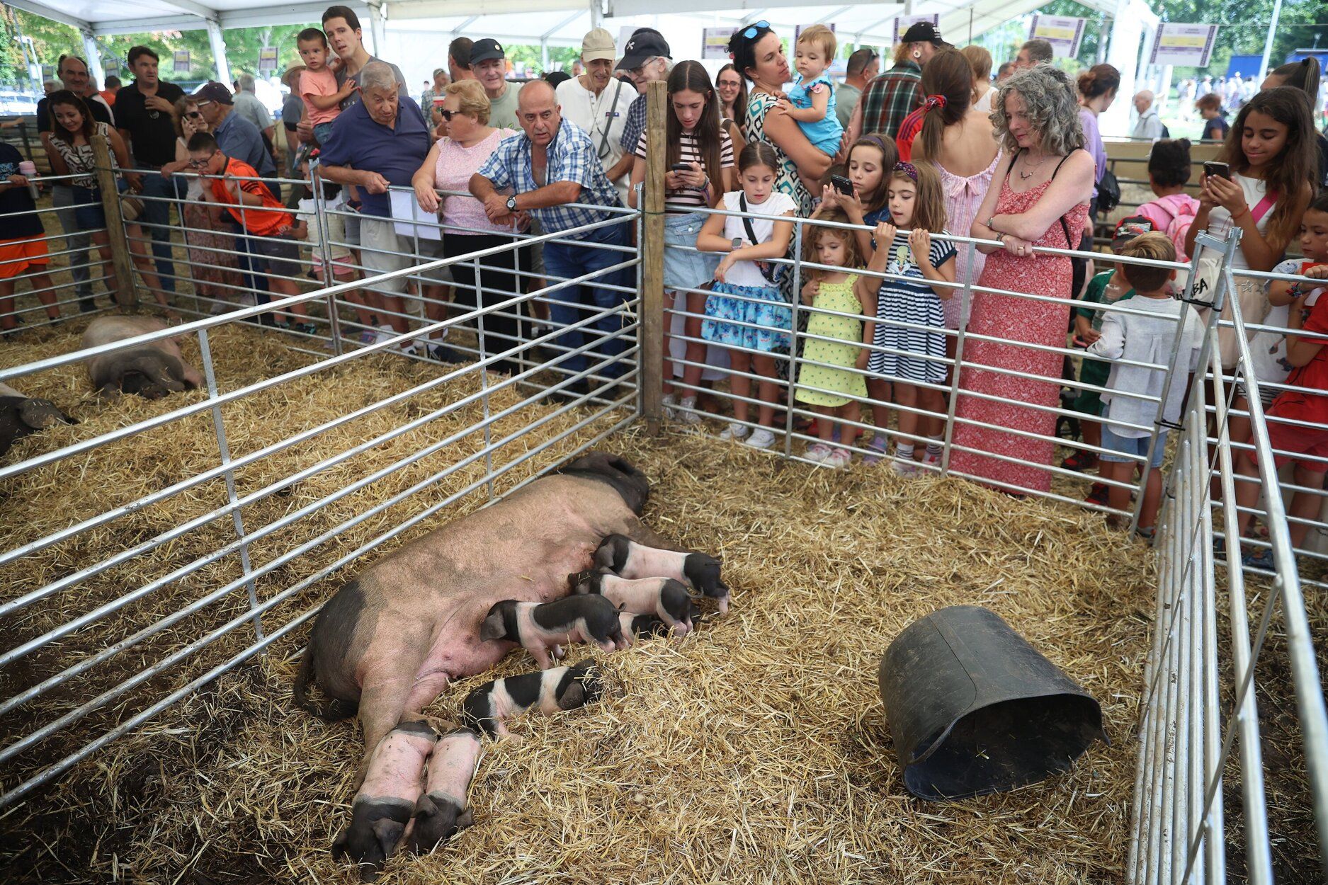 Fotos de la feria de ganado autóctono este sábado en Pamplona