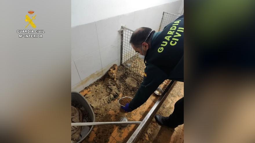 Hallan 250 cadáveres y 171 animales en riesgo vital en un criadero clandestino de A Coruña