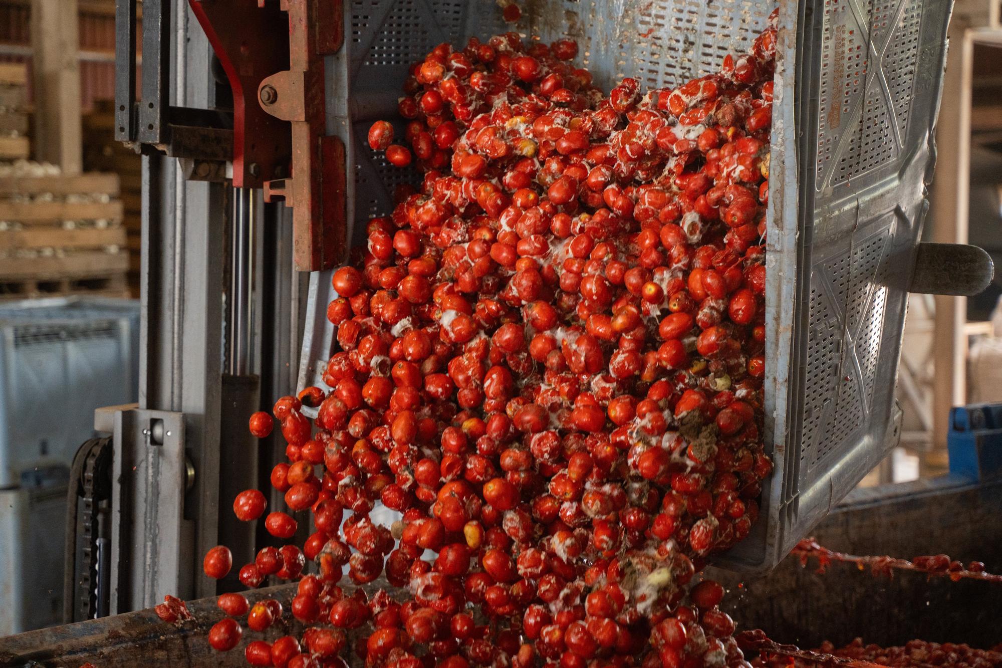 En fotos: Buñol  se sacude a tomatazos la conmoción de la dana