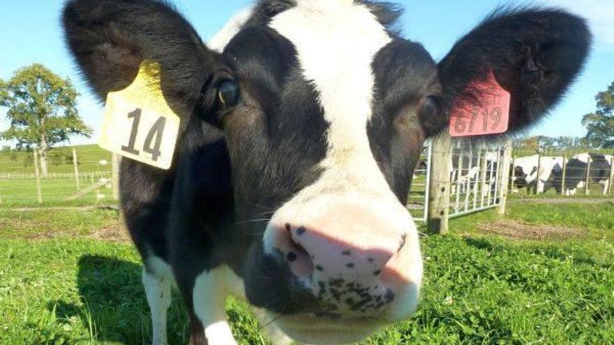 La vaca Daisy ha sido creada genéticamente con la esperanza de producir la primera leche a prueba de alergias