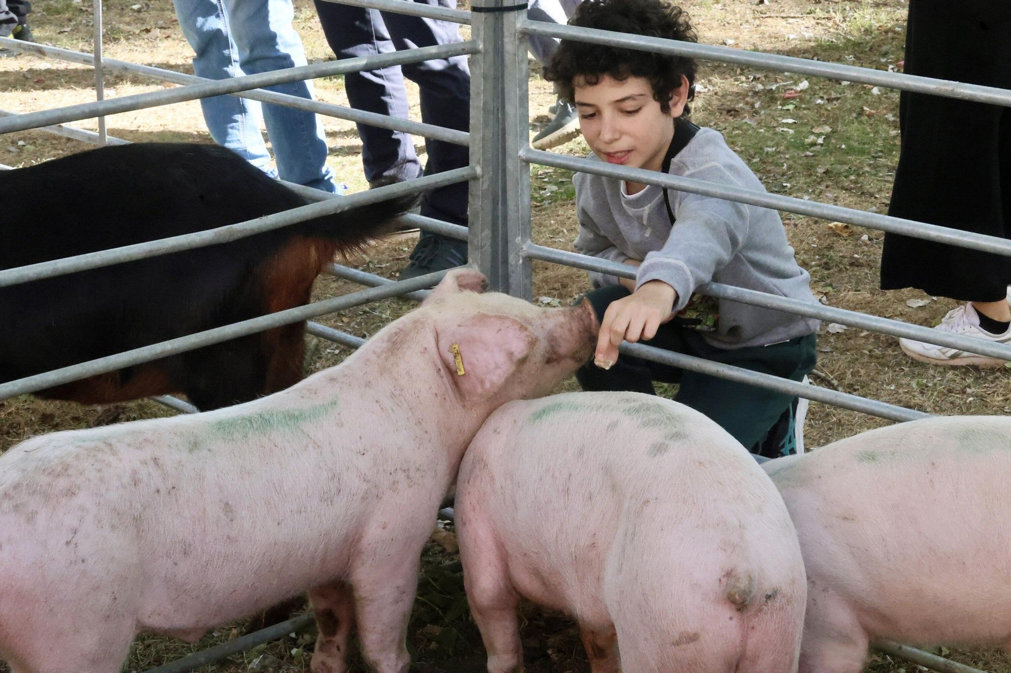 En imágenes: Miles de personas disfrutan de la 630 edición de la feria de Agurain