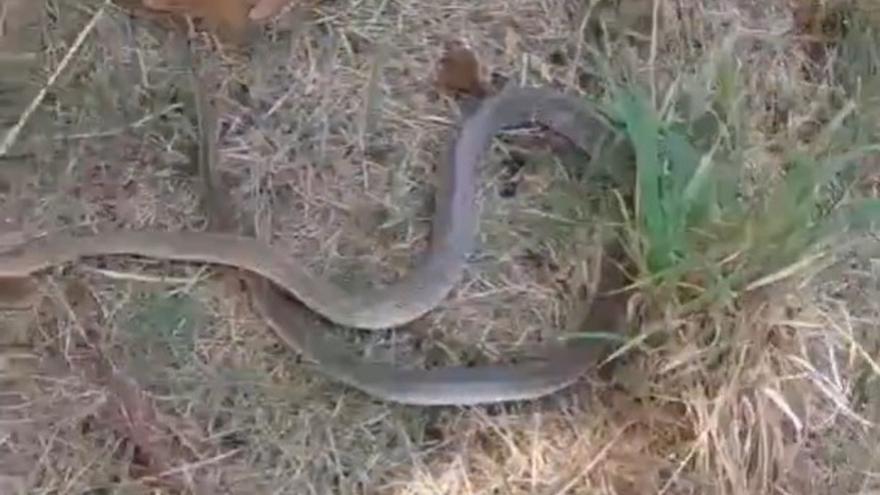 Retiran una serpiente de una vivienda en Mungia