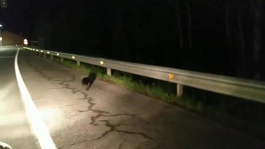 Un despreocupado castor merodeando por las inmediaciones de VW Navarra