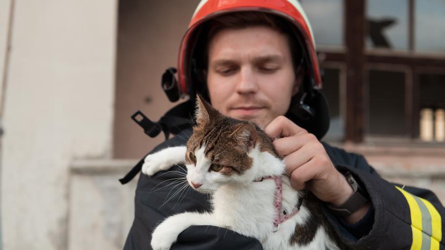 Así podremos proteger nuestras mascotas ante los incendios forestales