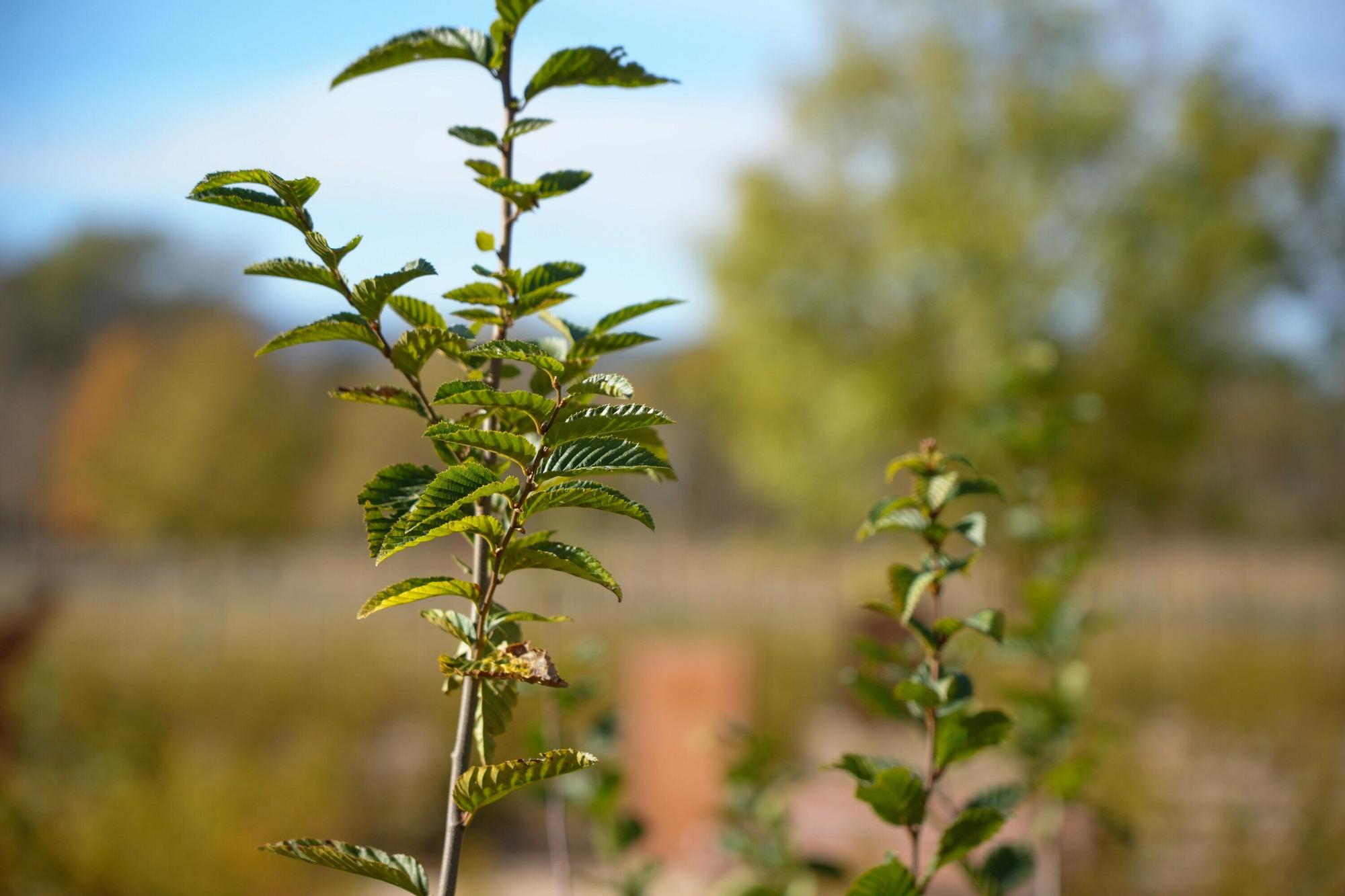 En imágenes: Inauguración del nuevo laberinto vegetal de Olarizu