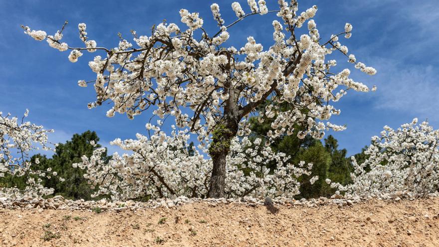 El valle a una hora de Vitoria con “pueblos de ensueño y cerezos en flor” que enamora a la revista ‘Viajar’