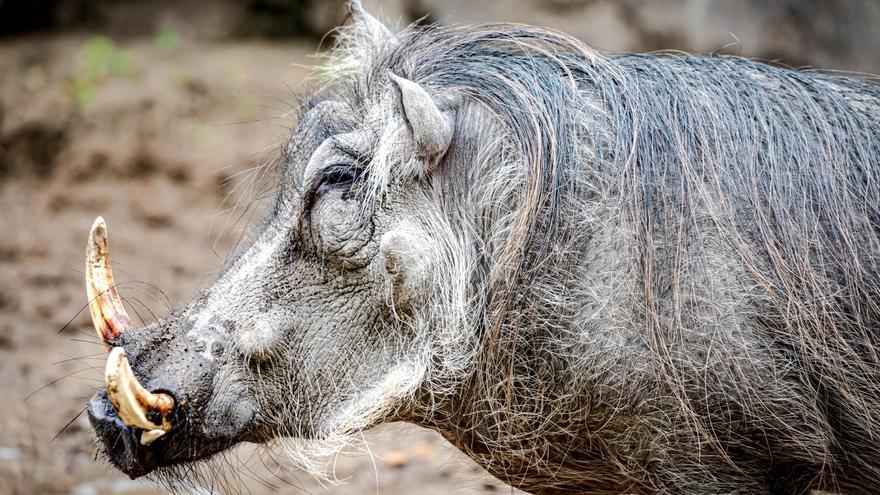 Expertos investigan si algún elemento transportado por la AP-7 fue el foco de la peste porcina