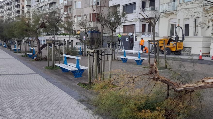 Más de una veintena de tamarindos, dañados o derribados por la borrasca Benjamín en Donostia
