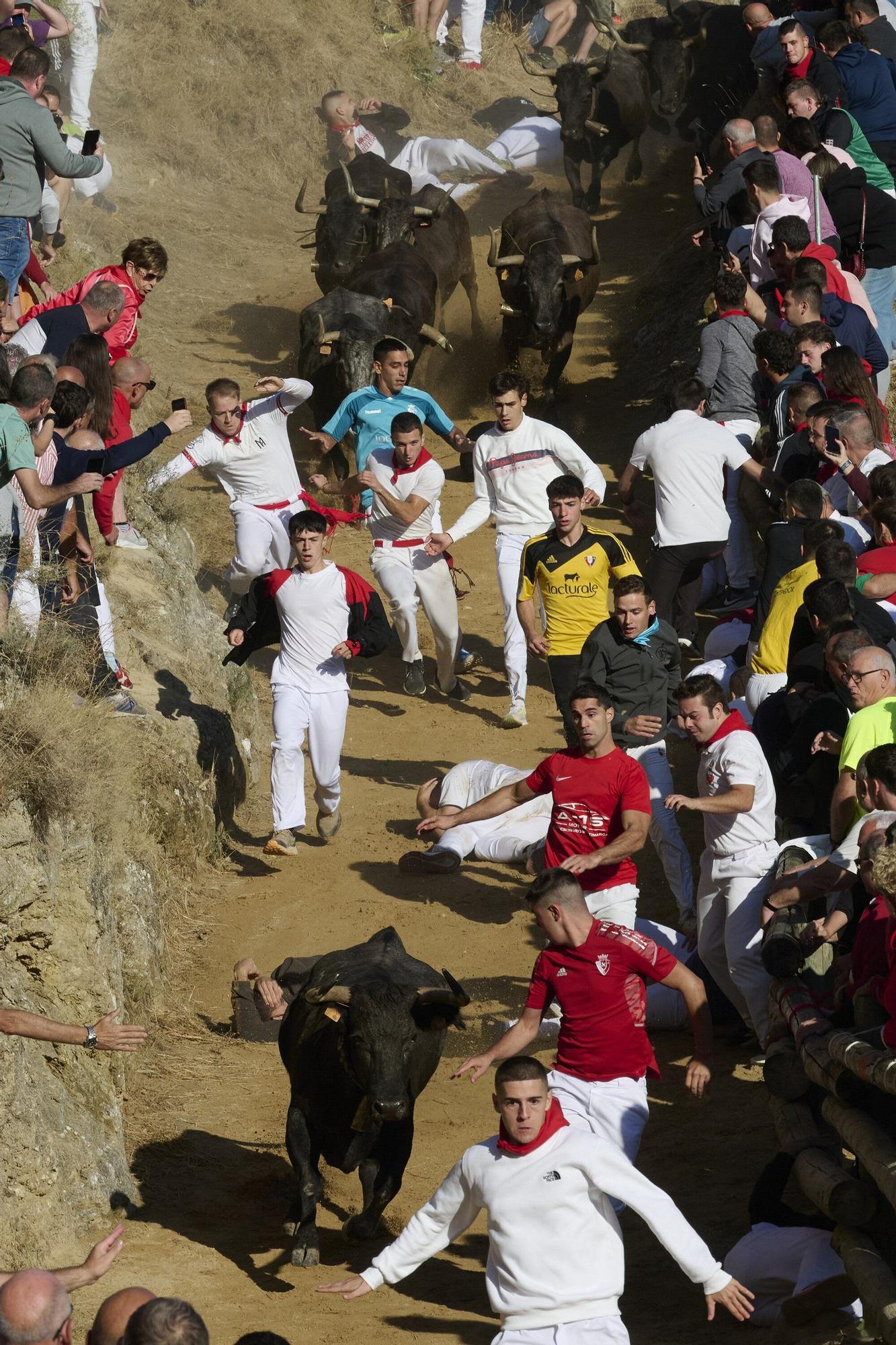 Fotos del penúltimo encierro del Pilón de Falces 2025