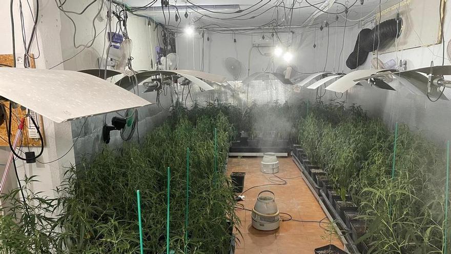 Encuentran 268 plantas de marihuana en un caserío de Mundaka