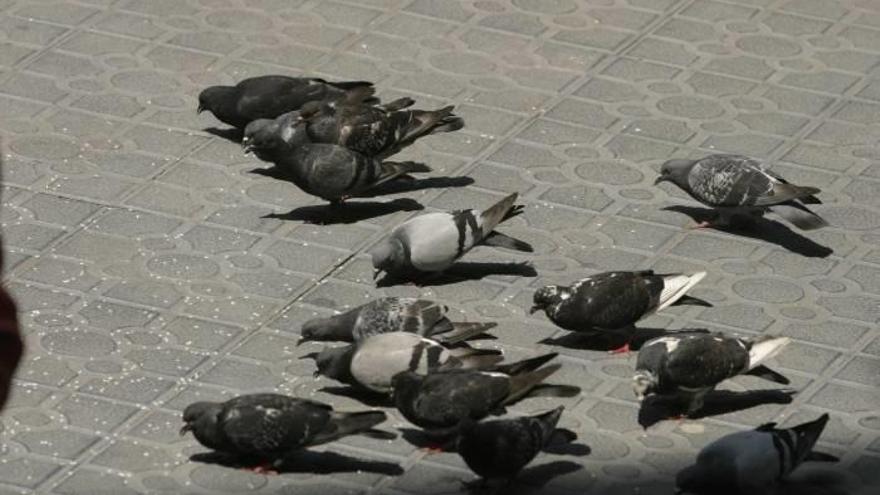Un grupo de palomas.