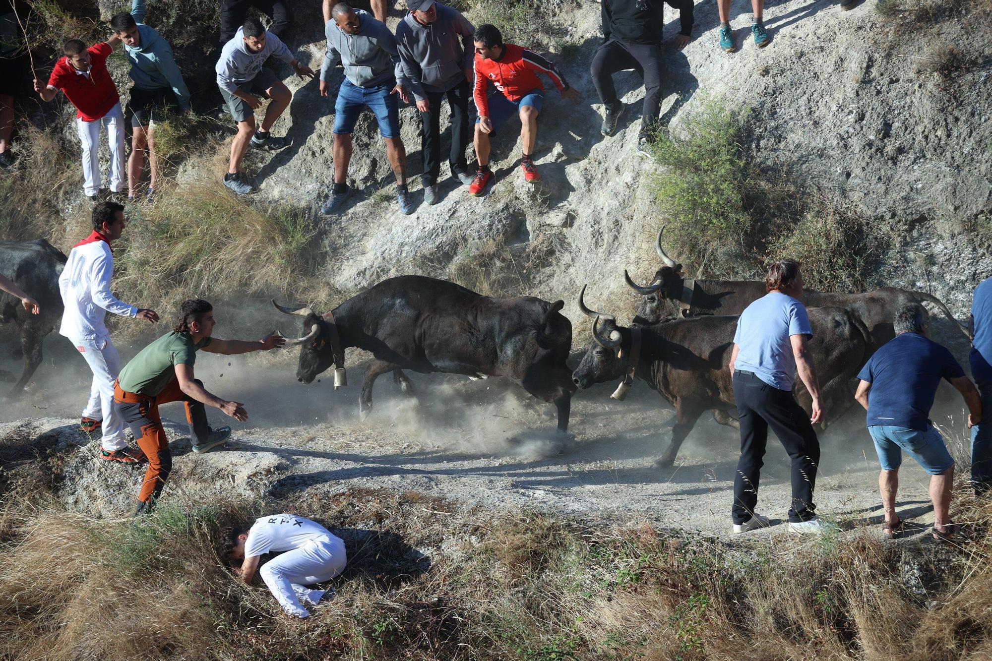 Fotos del penúltimo encierro del Pilón de Falces 2025