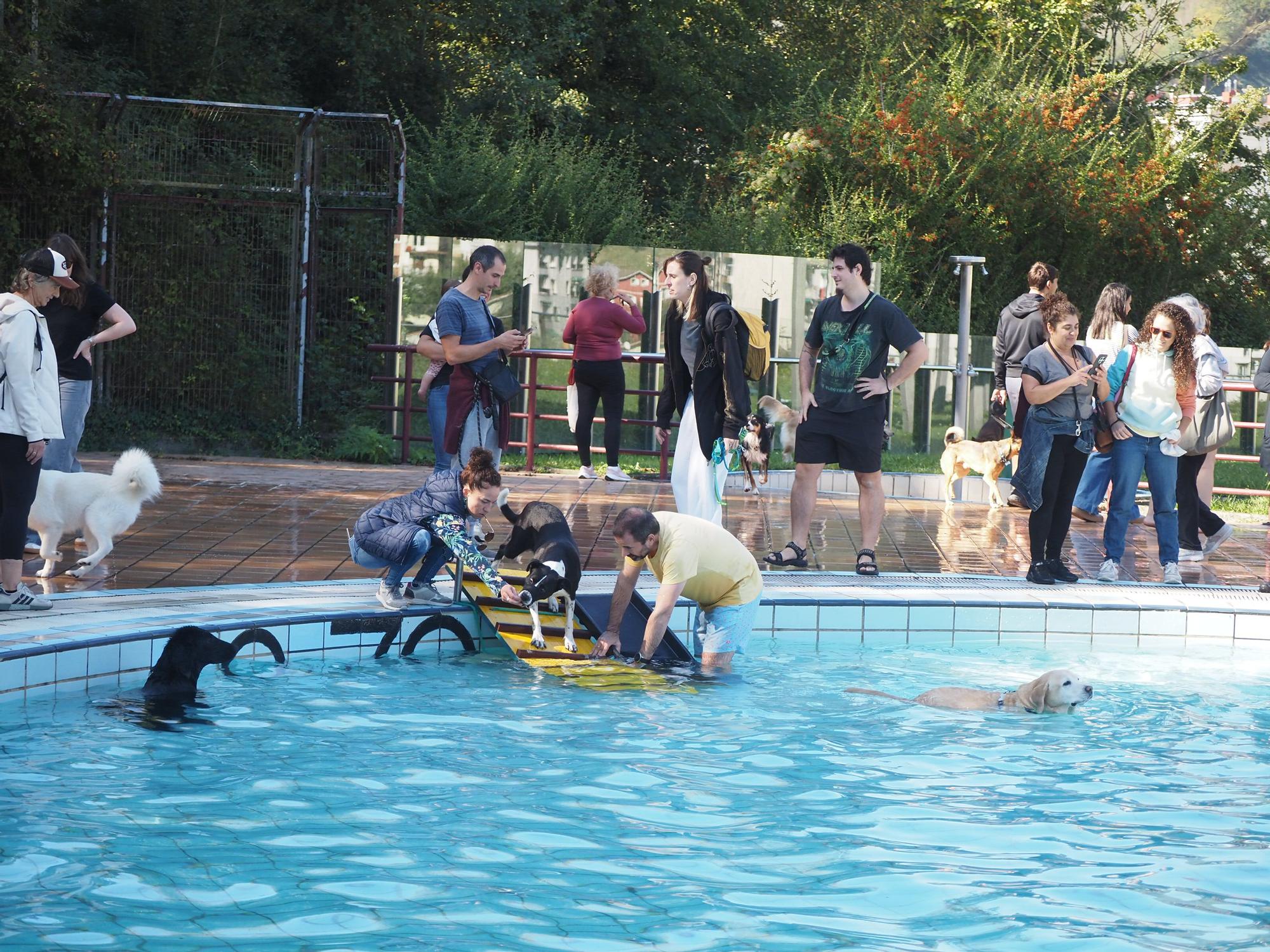 Las piscinas de Eibar han sido coto privado para los perros