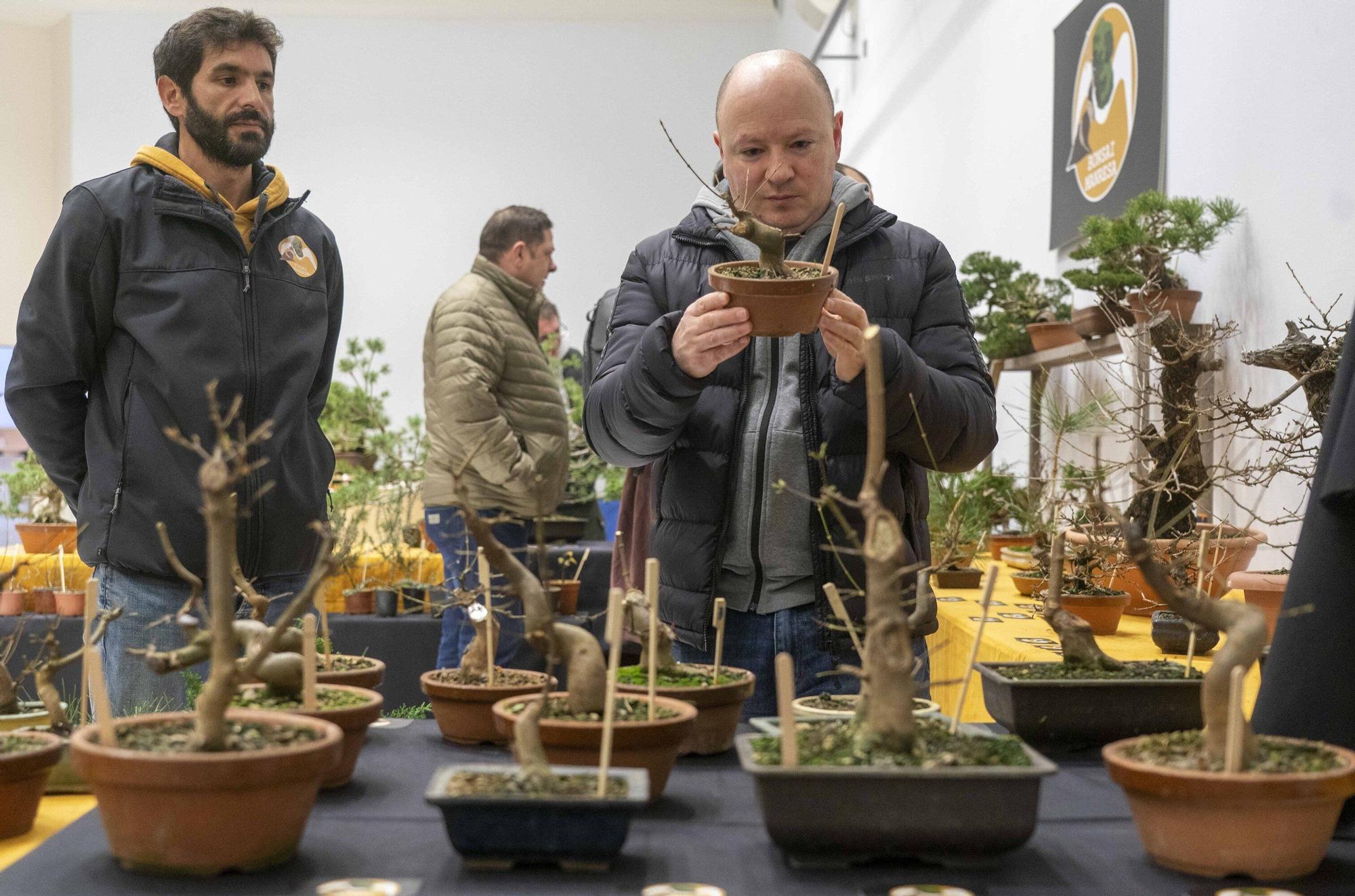 En imágenes: El arte del bonsái llega a Vitoria-Gasteiz