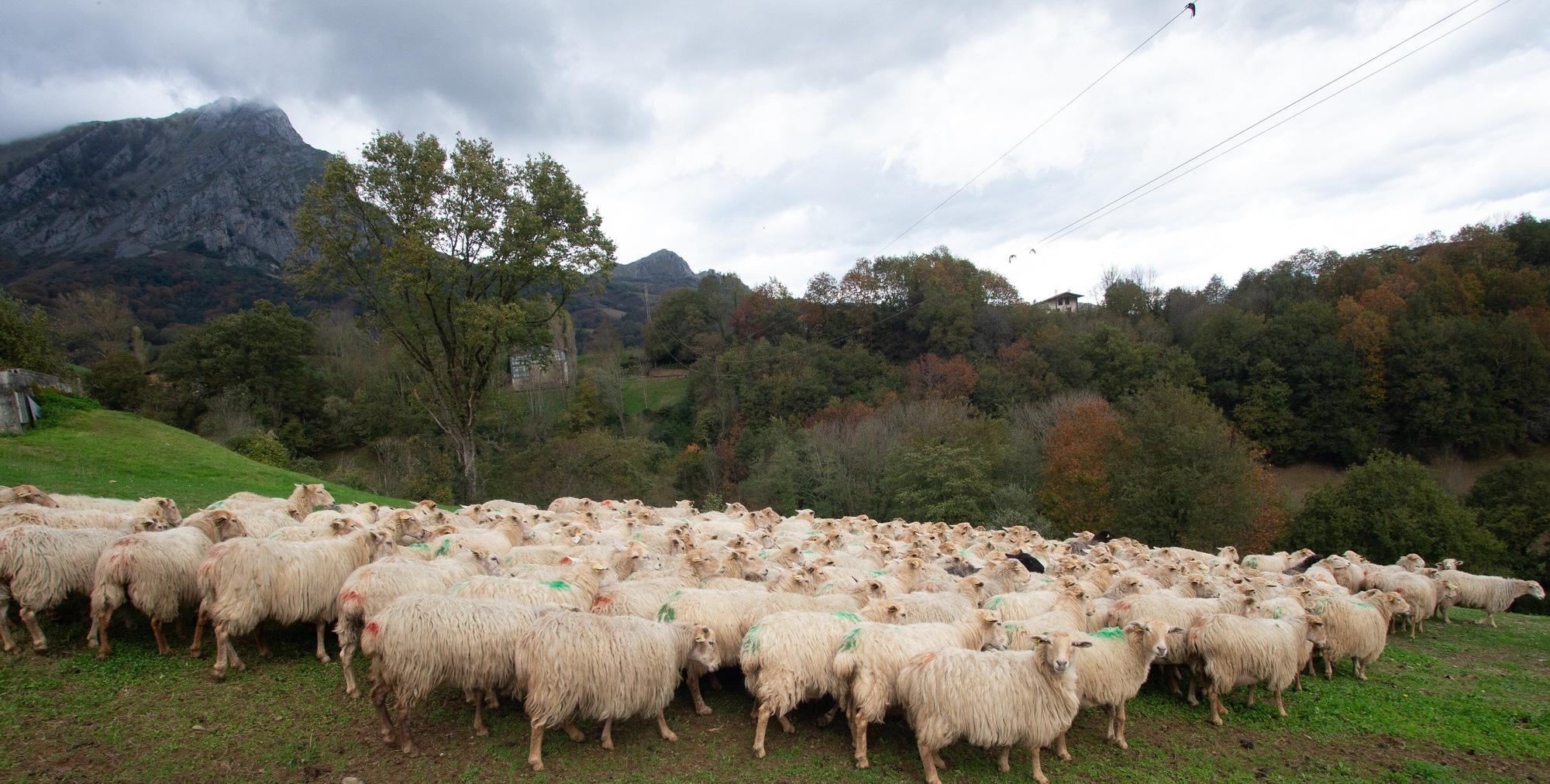 Fotos de la visita a la explotación ganadera de un joven que acaba de instalarse en Gaintza, en el valle de Araitz