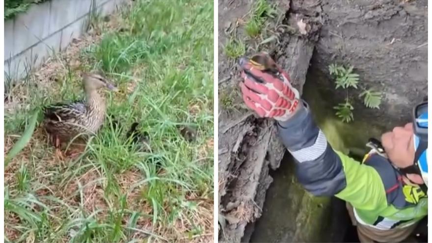 El tierno rescate de una familia de patos que emociona a los bomberos de Zalla