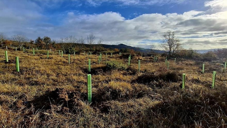 La Diputación de Álava restaura más de diez hectáreas de bosque en el parque de Garaio para mejorar la prevención de incendios