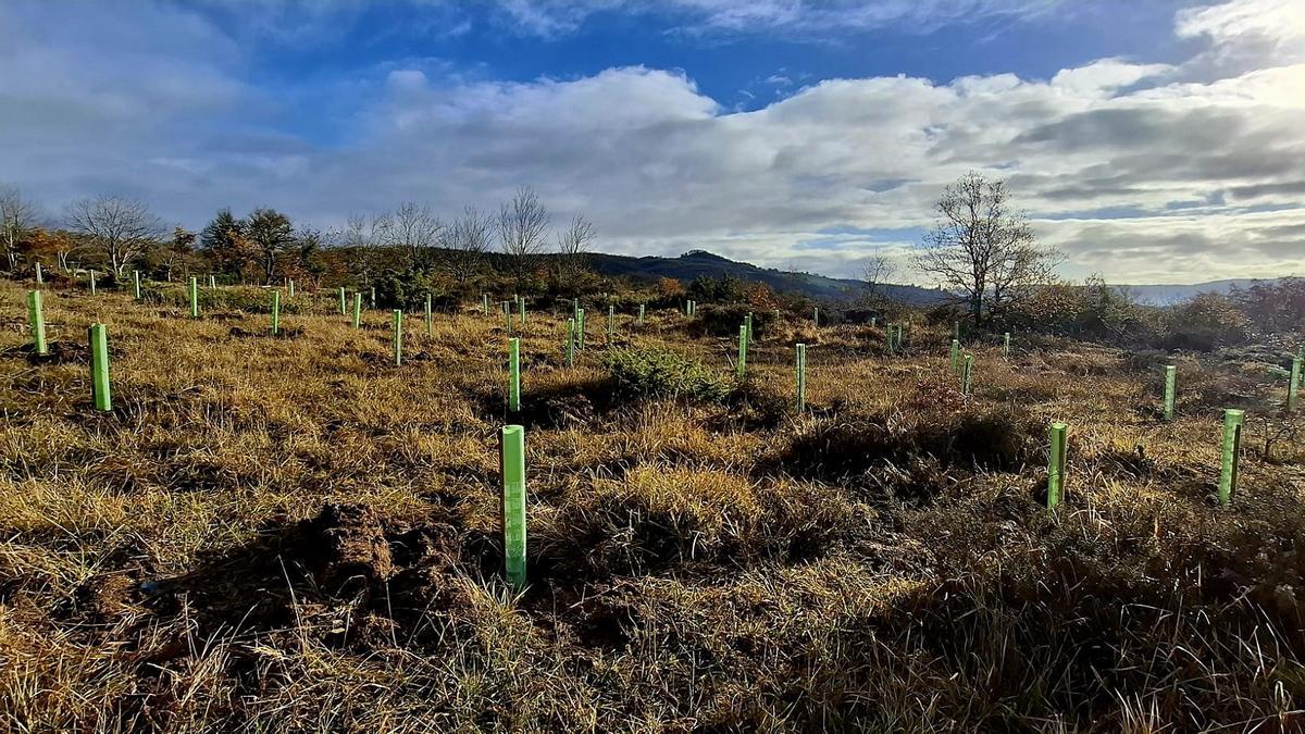 Zona de bosque restaurada