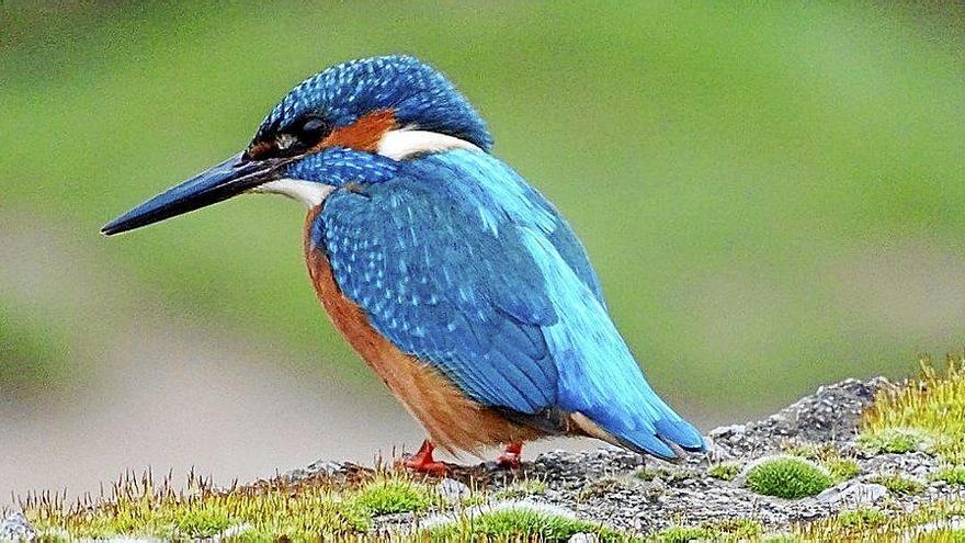 &#039;Martin pescador&#039; del Biotopo de Iñurritza una de las fotografías ganadoras. Foto: N.G.