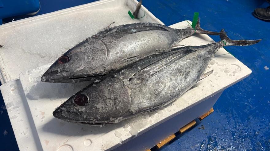 Kofradia Basque Seafood compra los diez primeros ejemplares de bonito de la temporada