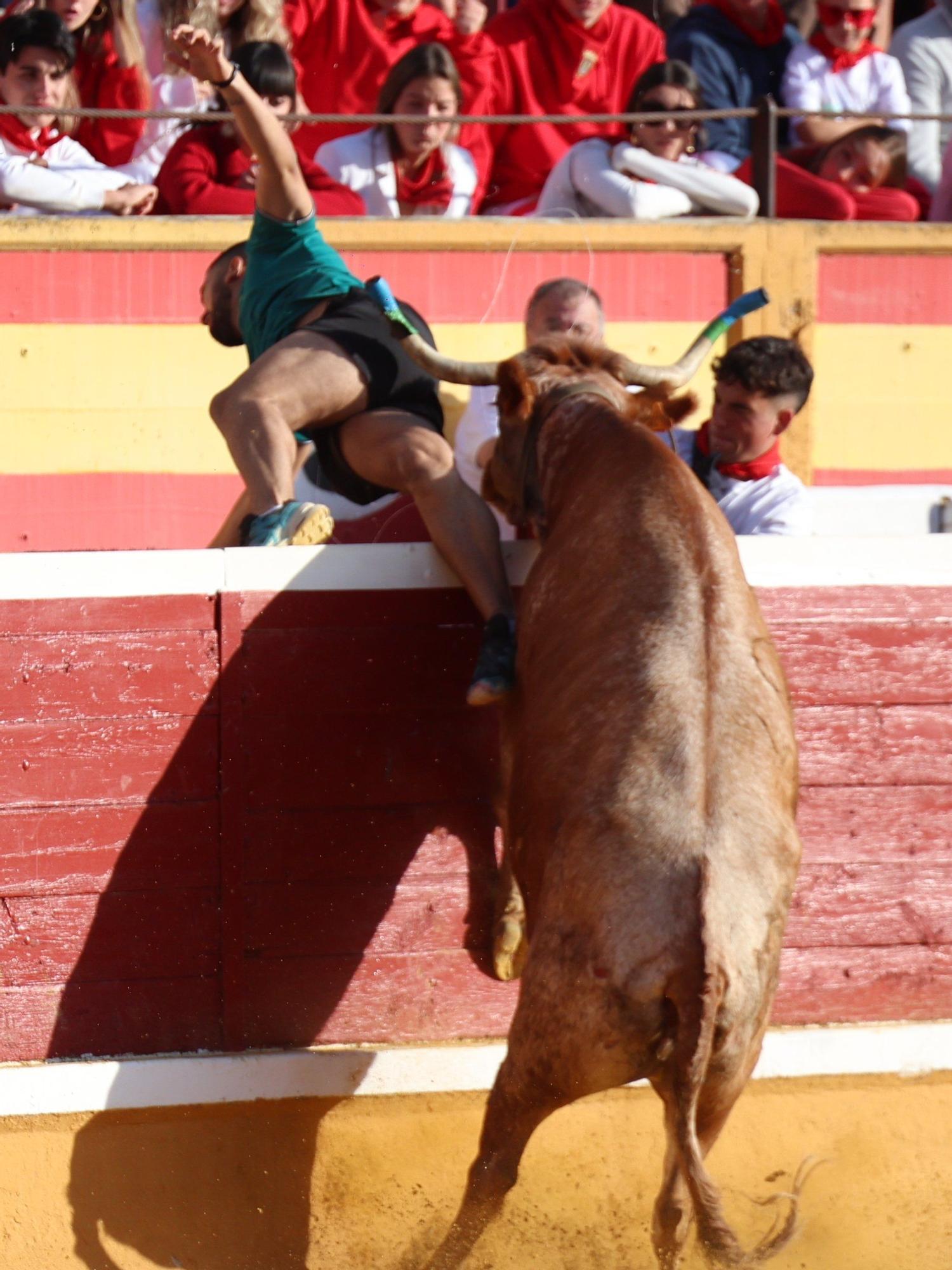 Suelta de vaquillas tras el tercer encierro de Tudela