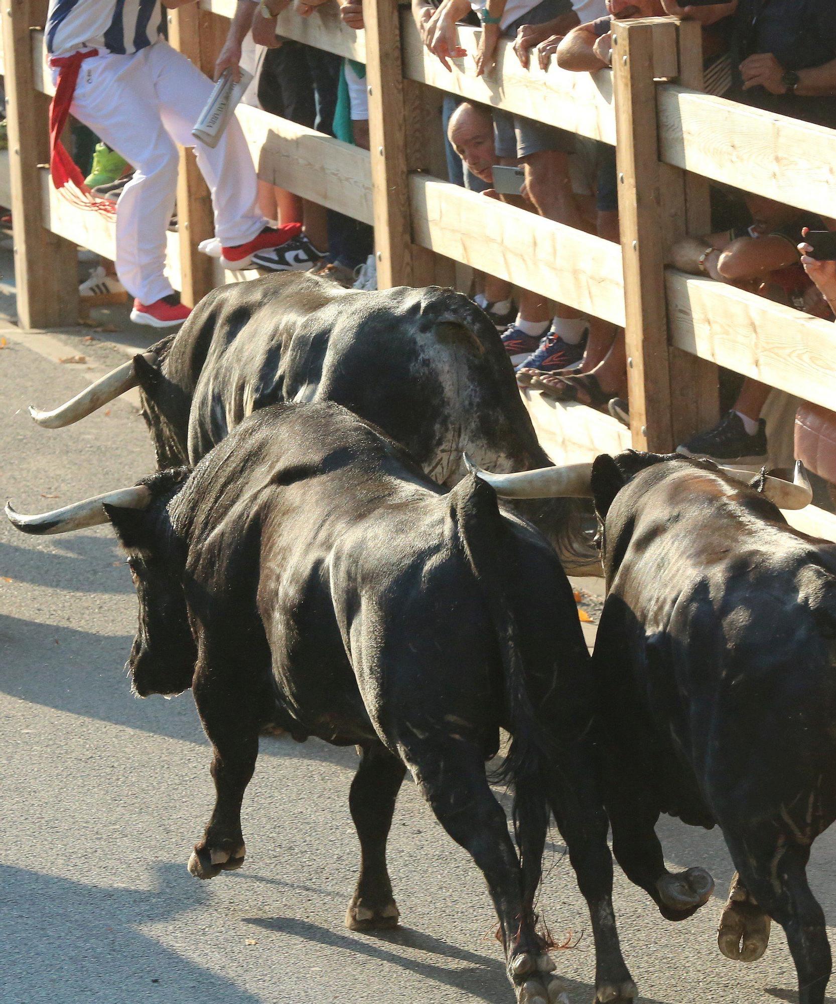 Fotos del primer encierro de fiestas de Tafalla