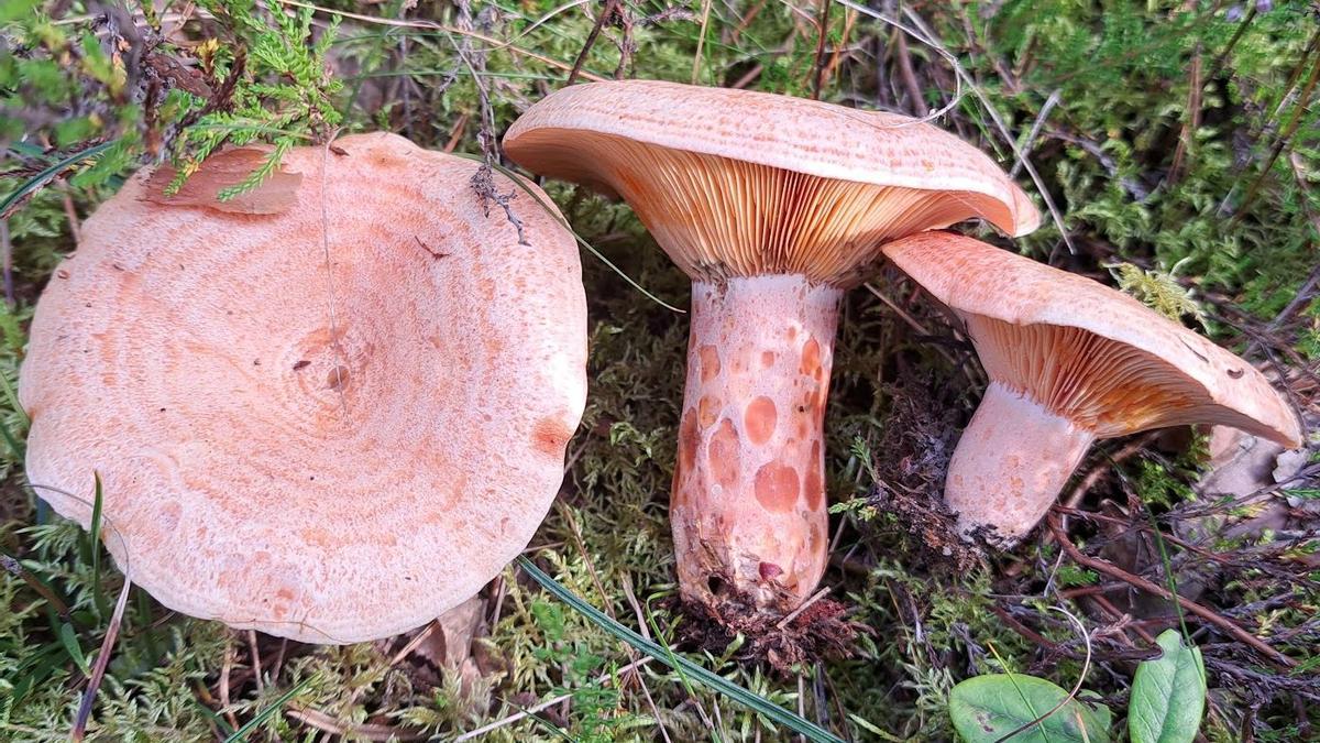 Lactarius deliciosus.