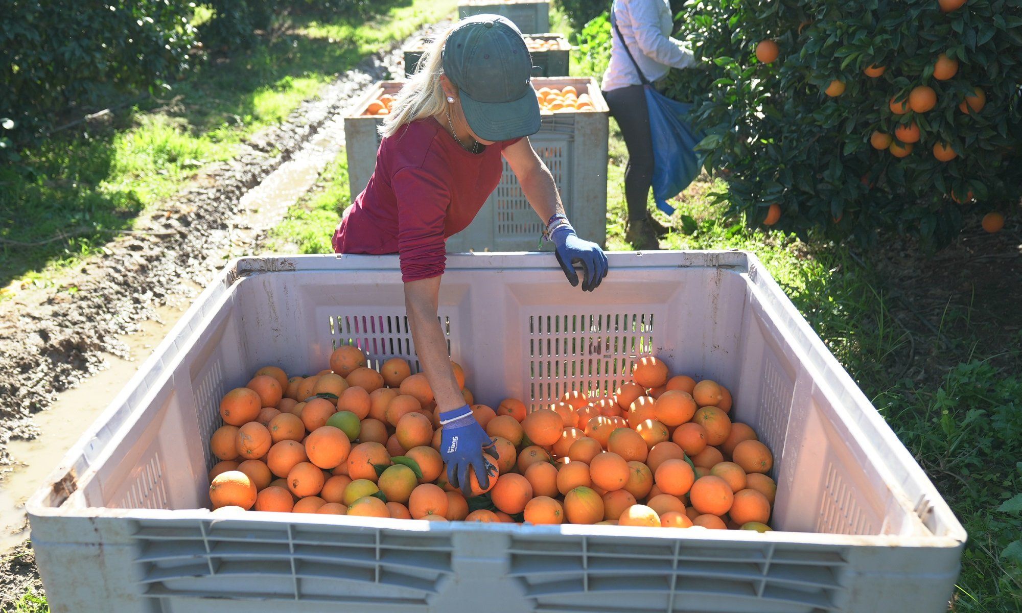 Las naranjas nacionales estarán disponibles en todas las tiendas de Mercadona en sus tres formatos habituales: a granel y en mallas de 3 y 5 kilos.