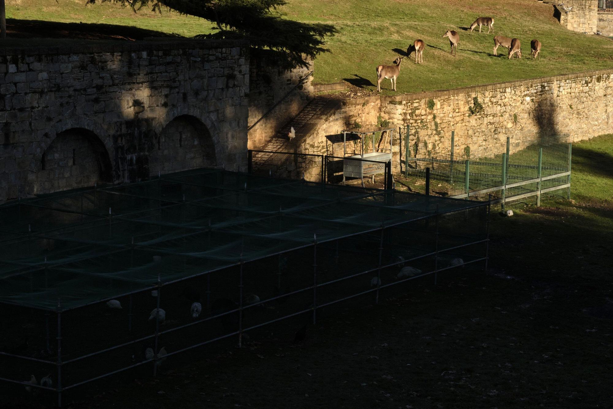 Las medidas contra la gripe aviar en la Taconera de Pamplona