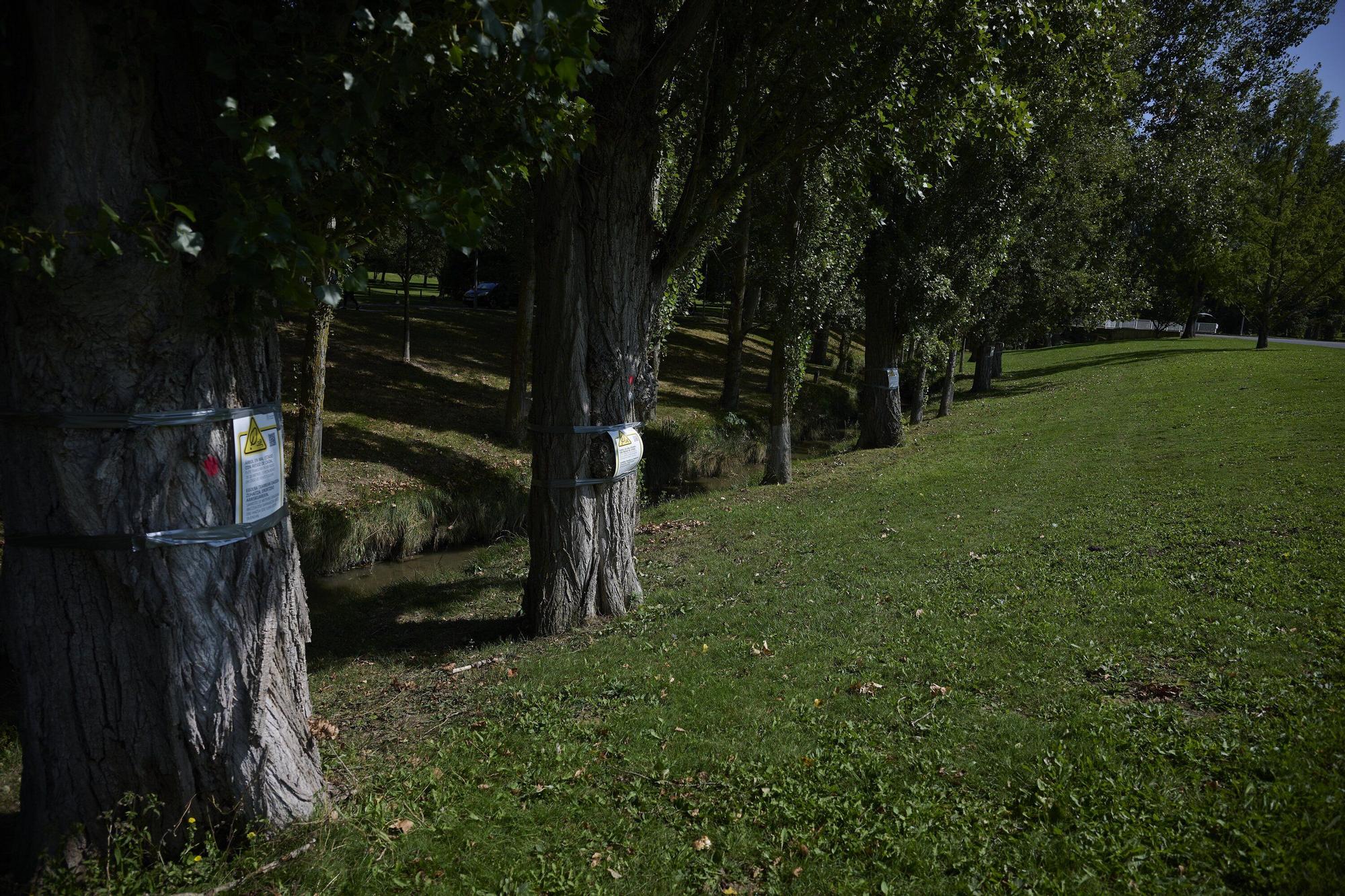 Tala de árboles en la Universidad de Navarra