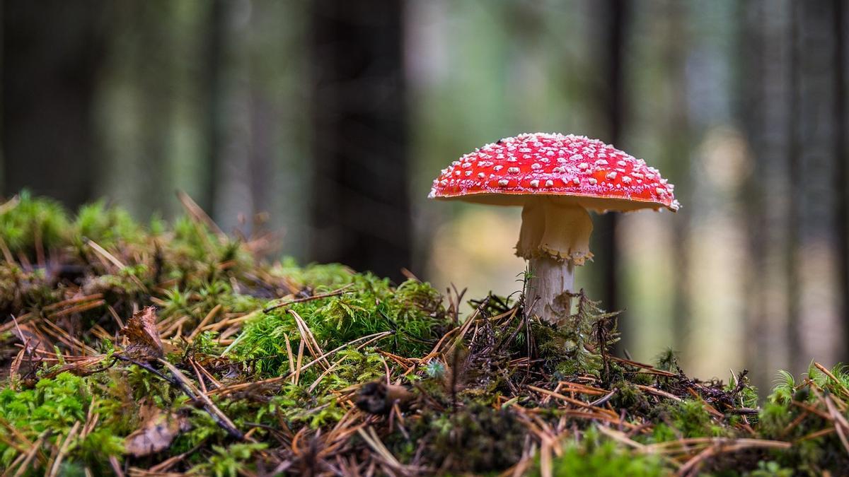 Imagen de una Amanita caesarea