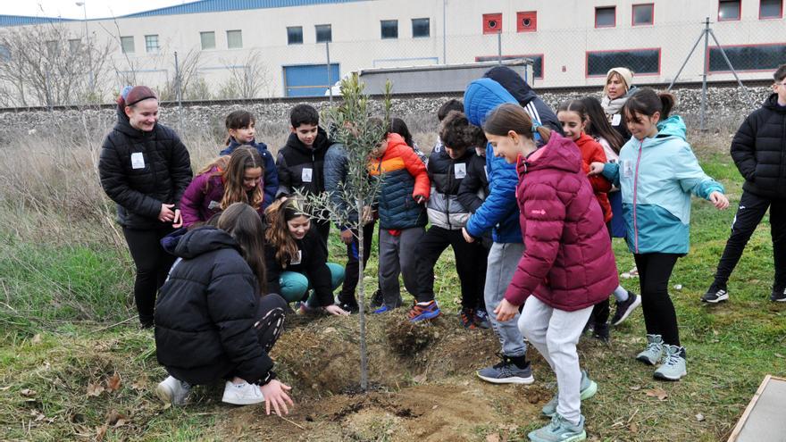 Tafalla planta un olivo por Palestina en el Día de la Tierra