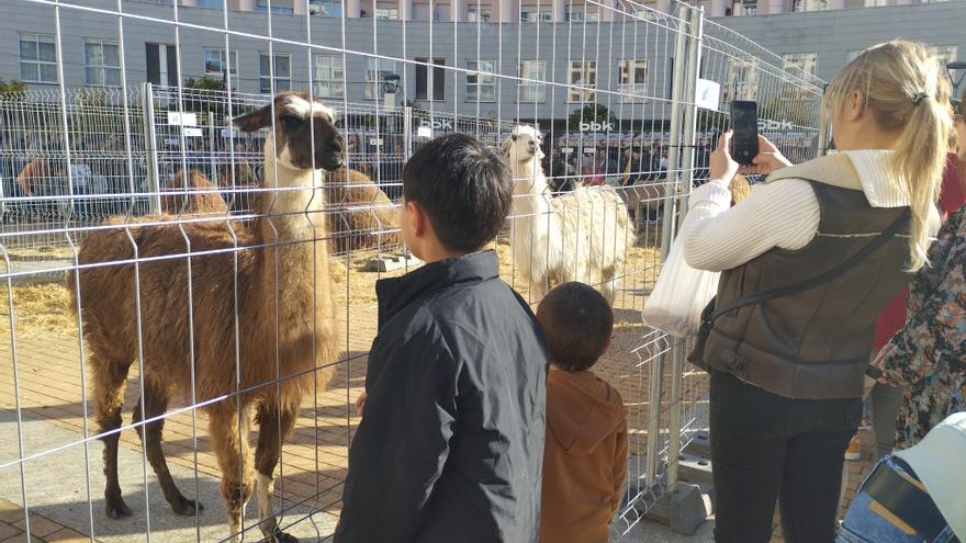 Leioa, feliz entre vacas y pastel vasco