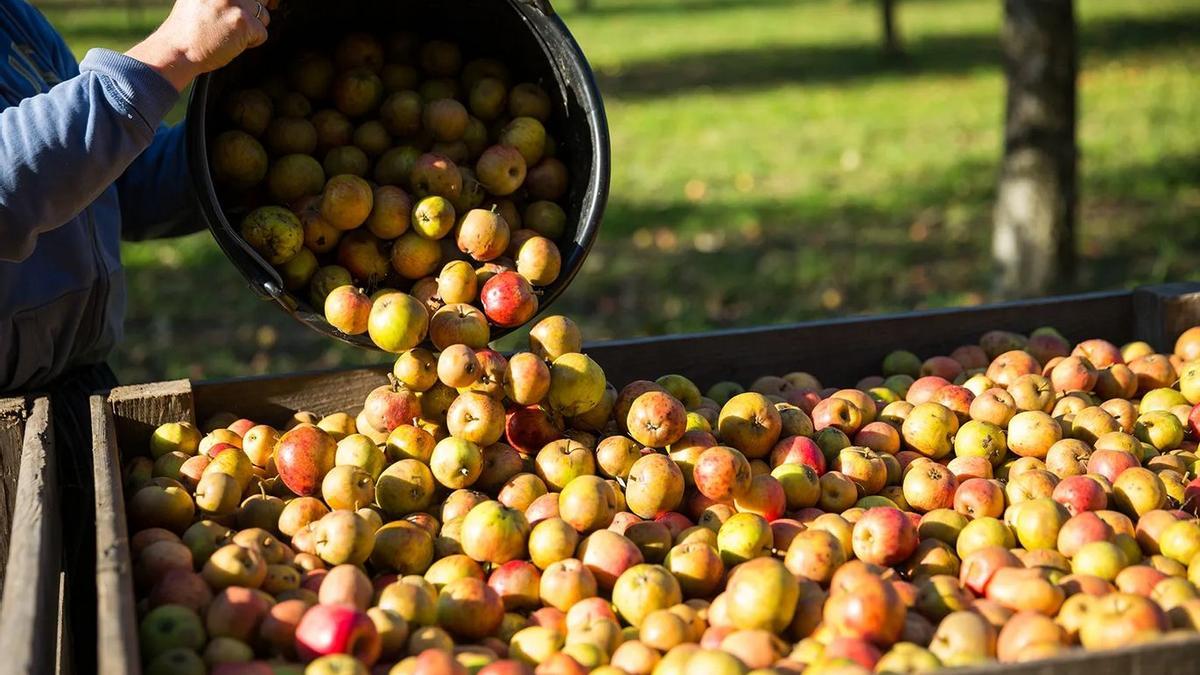 Recogida de manzanas en Kerné.