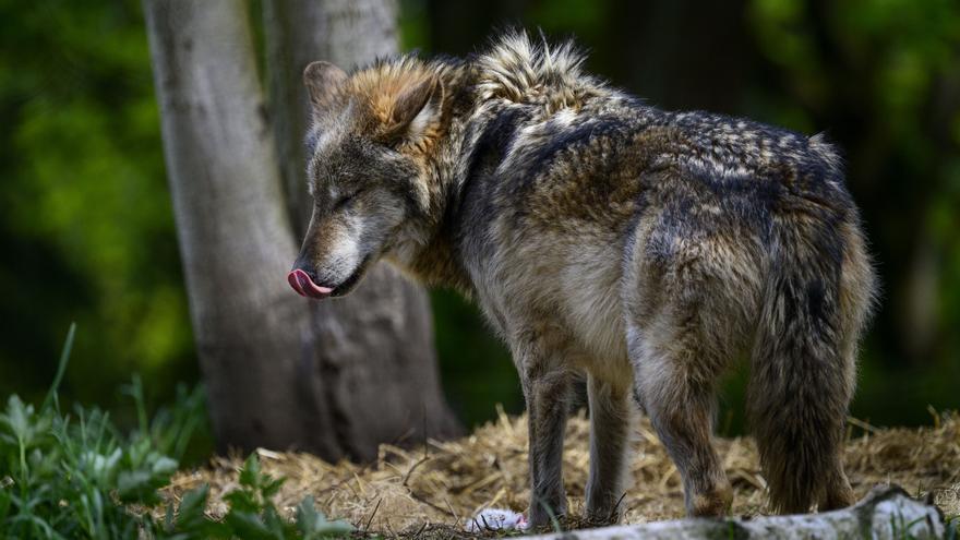 Las comunidades avalan la caza del lobo frente al criterio de Transición Ecológica