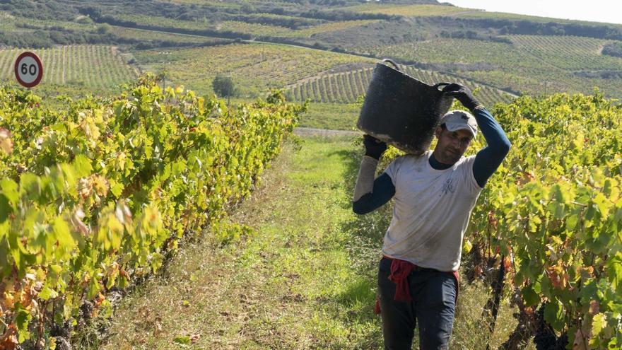 La ola de calor acelera la vendimia, a punto de arrancar ya en Navarra
