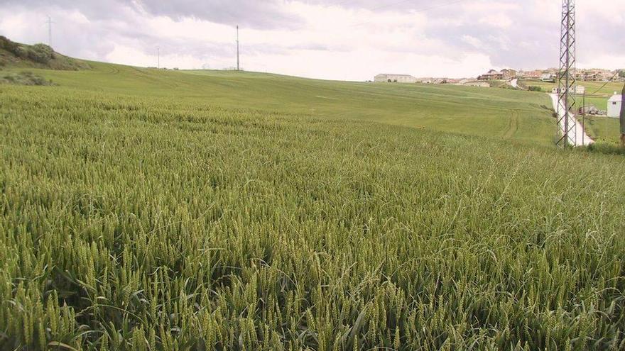 Un campo de cereal y, al fondo, el casco urbano de Oteiza.