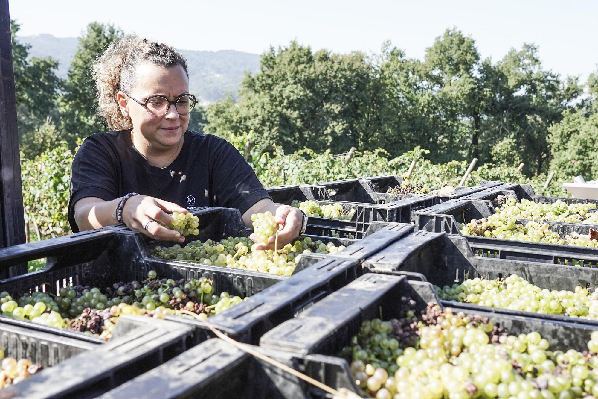 Las bodegas de Bizkaia afrontan una vendimia abierta a la esperanza