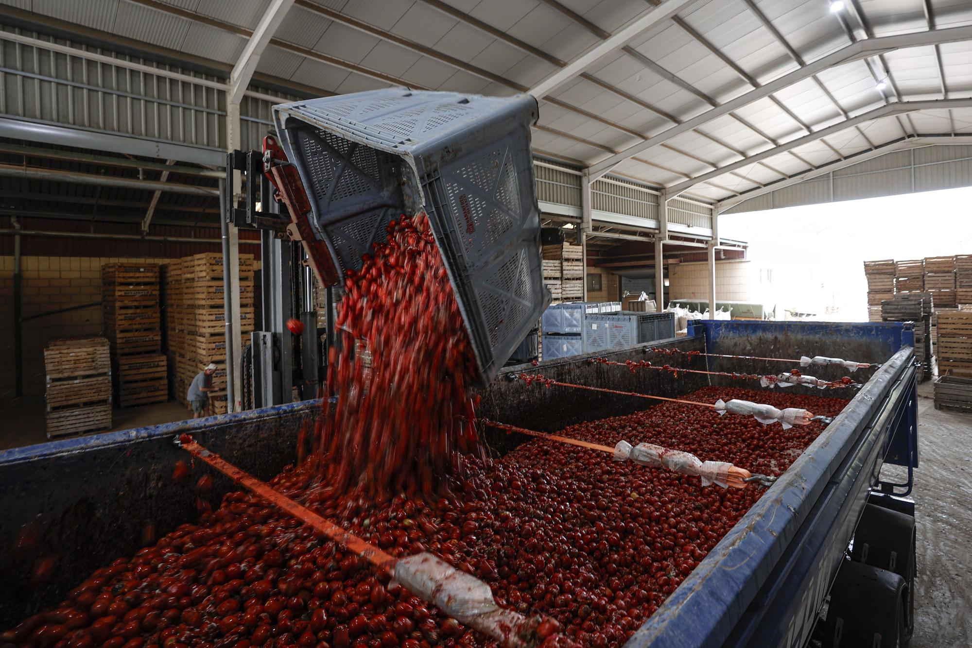 La Tomatina vuelve a teñir de rojo las calles de Buñol
