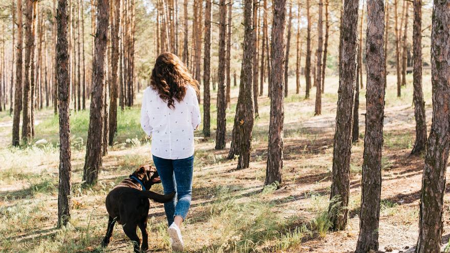 Procesionaria del pino: cómo saber si tu perro ha tenido contacto