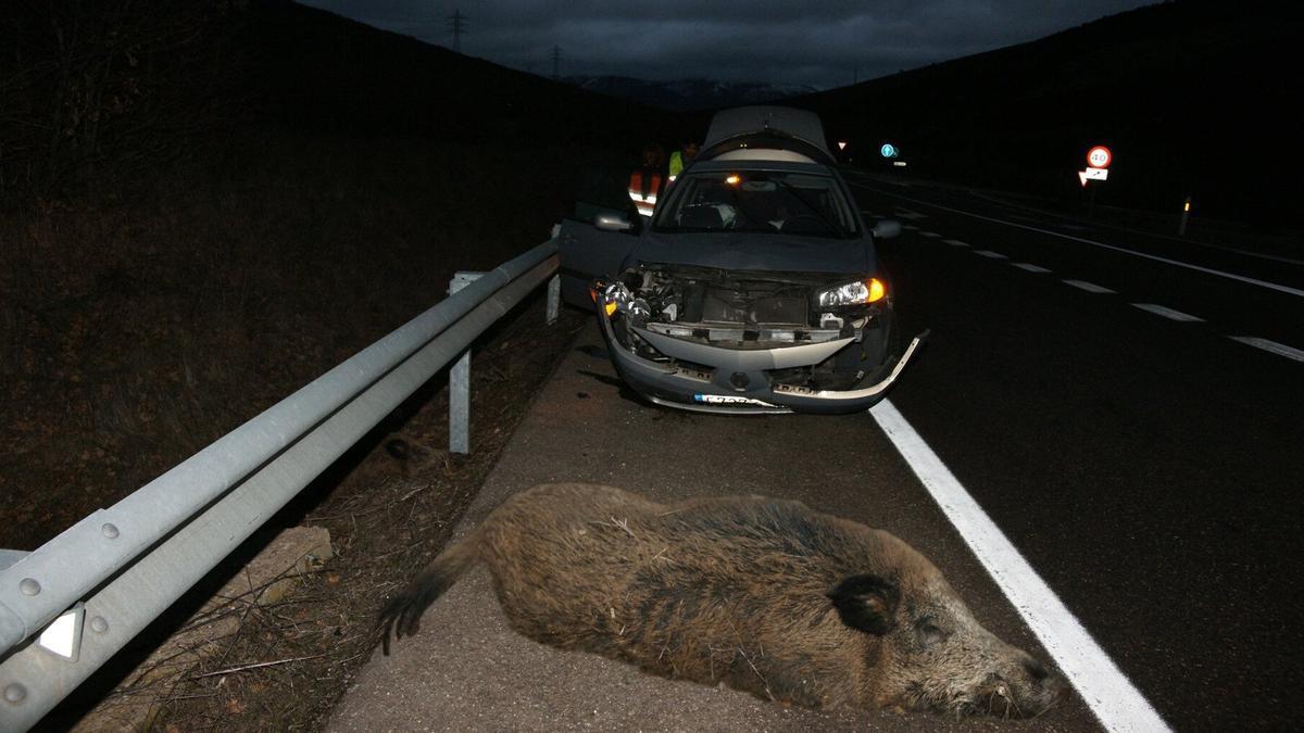 Accidente de un turismo contra un jabalí.
