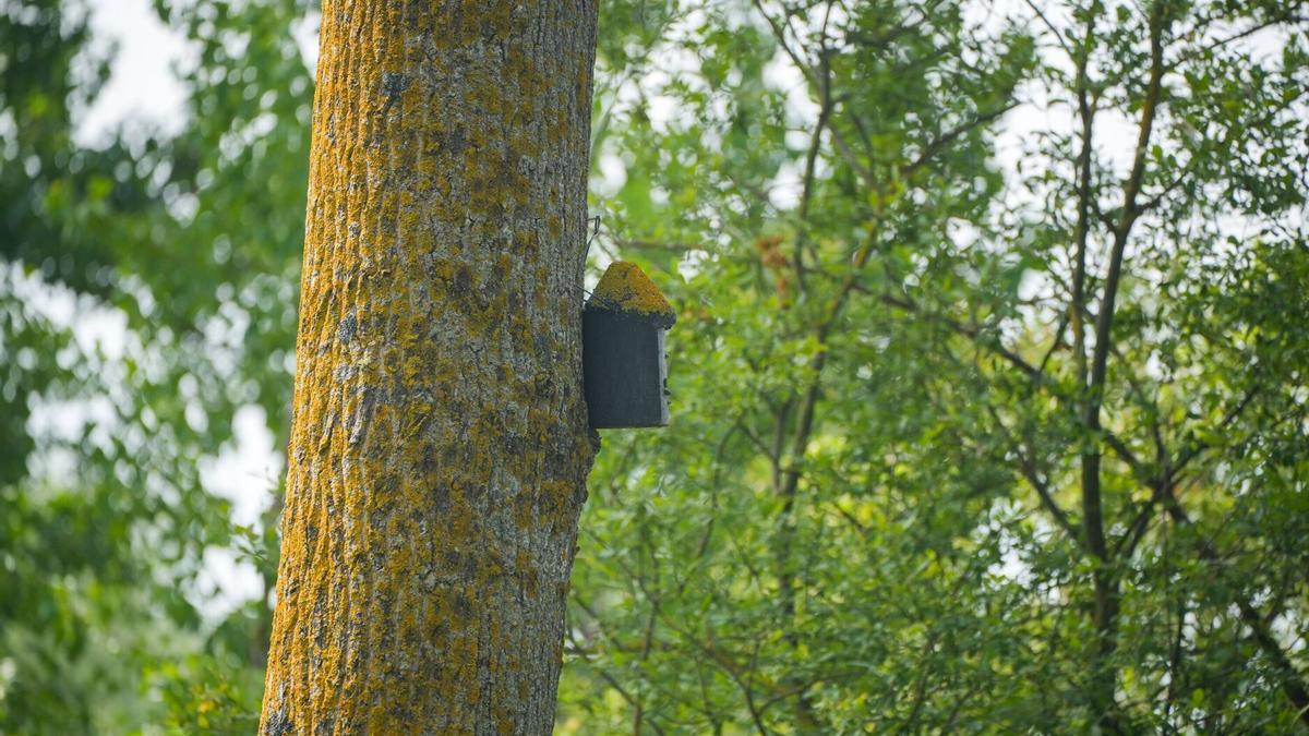 Nido en un árbol de Salburua