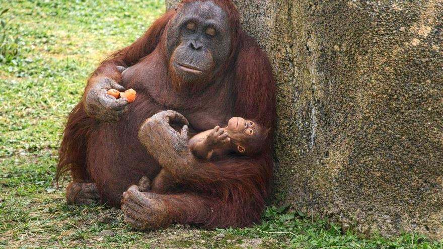 Nace una nueva cría de orangután de Borneo en el Zoo Aquarium de Madrid