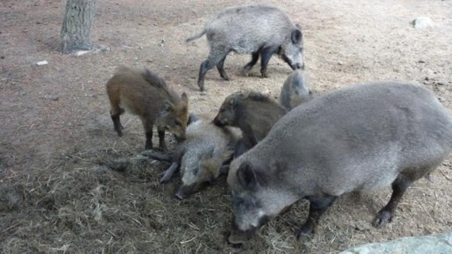 Catalunya ha capturado 3.031 jabalíes y refuerza el vallado para contener la PPA
