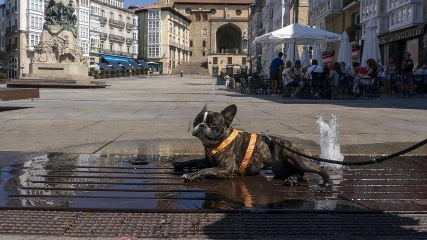 Vitoria se adhiere al programa Acopet para la acogida de animales de víctimas de violencia machista